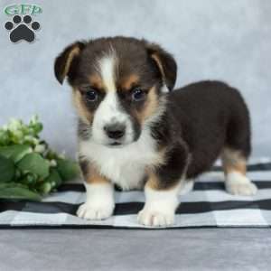 Kaylee, Pembroke Welsh Corgi Puppy